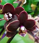 Орхидея Phalaenopsis Brown, mini (отцвел)
