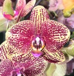 Орхидея Phalaenopsis (отцвёл, РЕАНИМАШКА) 