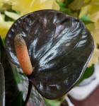 Anthurium Black Love 