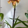 Орхидея Paphiopedilum hybrid (отцвел) 