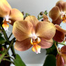 Орхидея Phalaenopsis Monaco, midi 