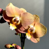 Орхидея Phalaenopsis Monaco, midi 