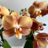Орхидея Phalaenopsis Monaco, midi 