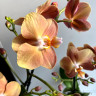 Орхидея Phalaenopsis Monaco, midi 