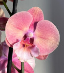 Орхидея Phalaenopsis Big Lip (отцвел)