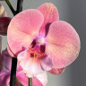 Орхидея Phalaenopsis Big Lip (отцвел)