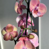Орхидея Phalaenopsis Big Lip (отцвел)