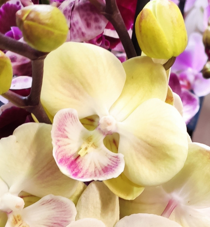 Орхидея Phal.Bright Kiss Yellow Big Lip (отцвел, РЕАНИМАШКА*)
