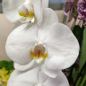 Орхидея Phalaenopsis Cambridge (доцветает, УЦЕНКА*)