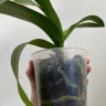 Орхидея Phalaenopsis Cambridge (отцвел, РЕАНИМАШКА)