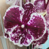 Орхидея Phalaenopsis Big Lip 