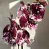 Орхидея Phalaenopsis Big Lip 