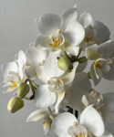 Орхидея Phalaenopsis Wild White, multiflora (отцвел, РЕАНИМАШКА)