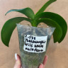 Орхидея Phalaenopsis Wild White, multiflora (отцвел, РЕАНИМАШКА)
