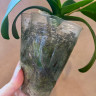 Орхидея Phalaenopsis Wild White, multiflora (отцвел, РЕАНИМАШКА)