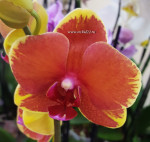 Орхидея Phalaenopsis Surf Song mutation (отцвел, РЕАНИМАШКА)