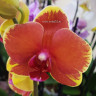 Орхидея Phalaenopsis Surf Song mutation (отцвел, РЕАНИМАШКА)