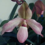 Орхидея Paph. Pinocchio x paph. delenatii (еще не цвёл)