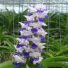 Орхидея Rhynchostylis coelestis blue (отцвёл)