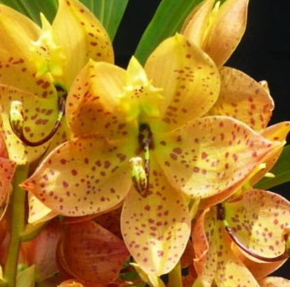 Орхидея Cycnodes Yellow Coffee (отцвёл)  