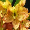Орхидея Cycnodes Yellow Coffee (отцвёл)  