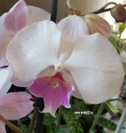 Орхидея Phalaenopsis Big Lip  