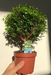 Миртовое дерево (Myrtus communis)