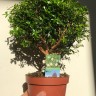 Миртовое дерево (Myrtus communis)