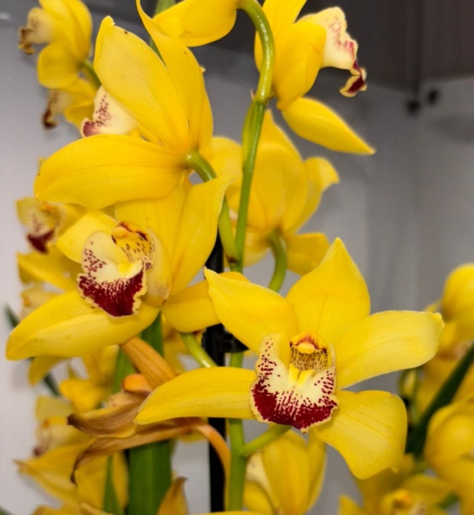 Орхидея Cymbidium 