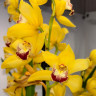 Орхидея Cymbidium 