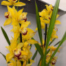 Орхидея Cymbidium 
