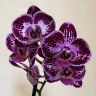 Орхидея Phalaenopsis, multiflora 