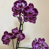 Орхидея Phalaenopsis, multiflora 