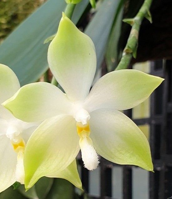 Орхидея Phalaenopsis tetraspis 'Green' x sib (еще не цвёл) 