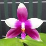 Орхидея Phal. Germaine Vincent '637' (еще не цвёл)  