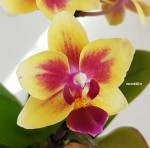 Орхидея Phalaenopsis Sogo Gotris, mini 
