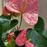 Anthurium  Colorado 