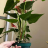 Anthurium  Colorado 