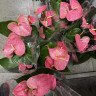 Anthurium  Colorado 