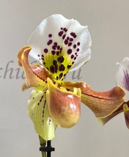 Орхидея Paphiopedilum hybrid (отцвел) 