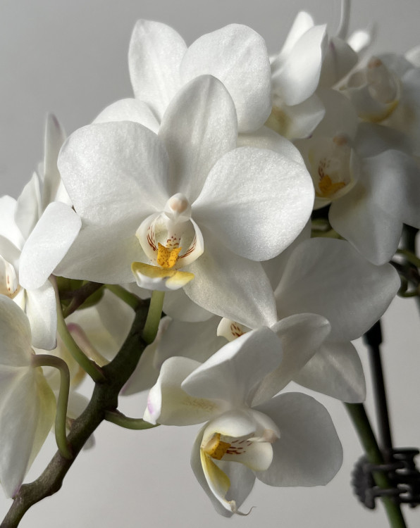 Орхидея Phalaenopsis  Wild White, multiflora (отцвел)