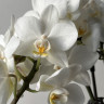 Орхидея Phalaenopsis  Wild White, multiflora (отцвел)
