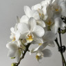 Орхидея Phalaenopsis  Wild White, multiflora (отцвел)