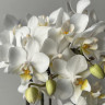 Орхидея Phalaenopsis  Wild White, multiflora (отцвел)