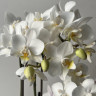 Орхидея Phalaenopsis  Wild White, multiflora (отцвел)