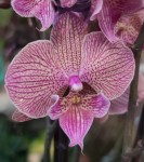 Орхидея Phalaenopsis Big Lip (отцвёл, РЕАНИМАШКА)   