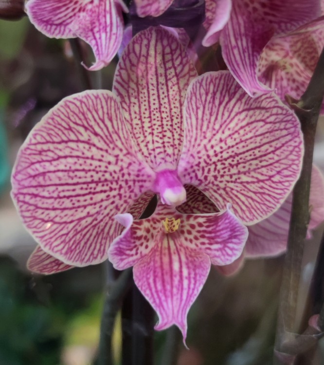 Орхидея Phalaenopsis Big Lip (отцвёл, РЕАНИМАШКА)   