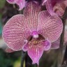 Орхидея Phalaenopsis Big Lip (отцвёл)     