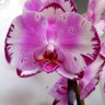 Орхидея Phalaenopsis Brother You (цветет, РЕАНИМАШКА)