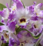 Орхидея Dendrobium nobile (отцвёл, деленка)